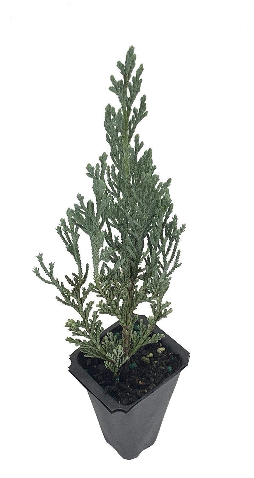 Juniper Moonglow | 2 Inch | Juniperus scopulorum | Groundcover | Erosion Control