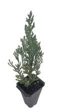 Juniper Moonglow | 2 Inch | Juniperus scopulorum | Groundcover | Erosion Control picture