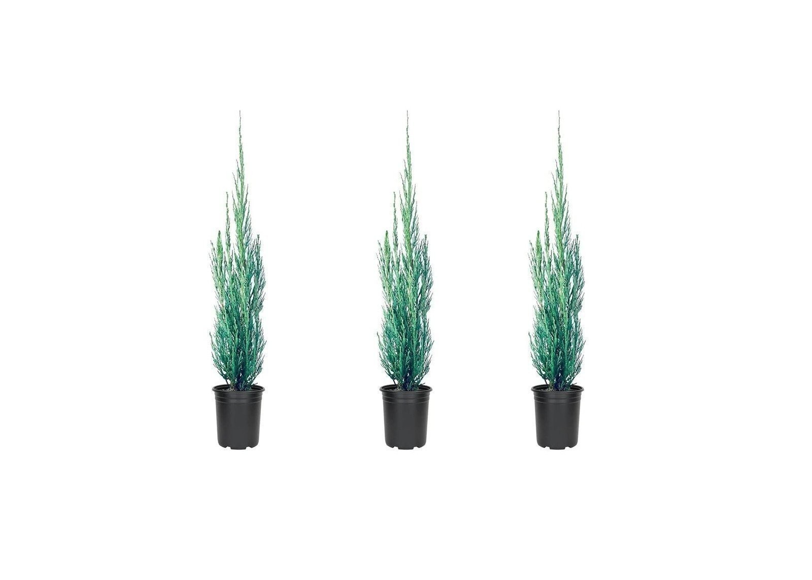 Skyrocket Juniper | 4 Inch | Live Plants | Juniperus Scopulorum