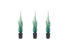 Skyrocket Juniper | 4 Inch | Live Plants | Juniperus Scopulorum picture