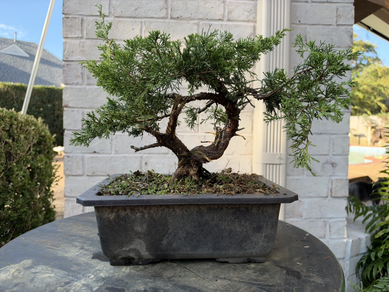 Bonsai Tree Itoigawa Shimpaku Juniper Bonsai Tree Itoigawa Shimpaku Juniper