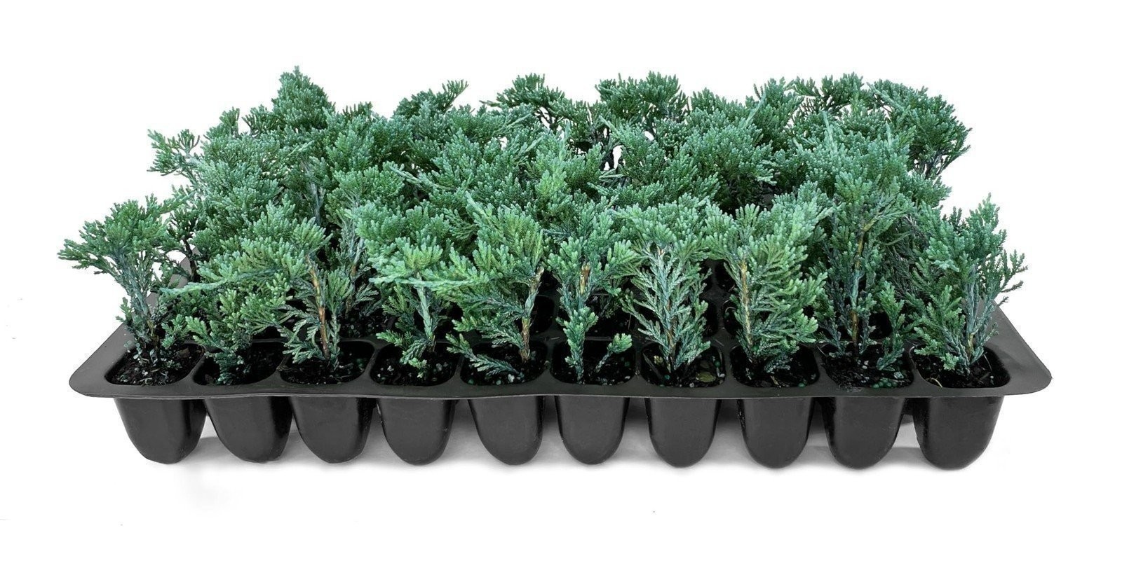 Juniper Blue Rug | 2 Inch | Juniperus horizontalis | Hardy Groundcover Plant Juniper Blue Rug | 2 Inch | Juniperus horizontalis | Hardy Groundcover Plant